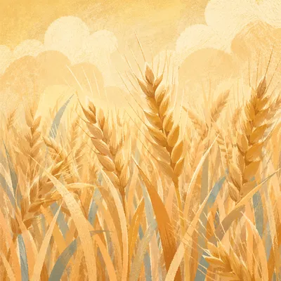 Golden Wheat Harvest in Warm Sunlight