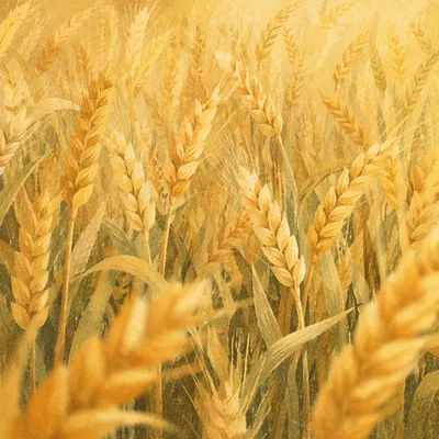 Golden Wheat Harvest Field Close-Up