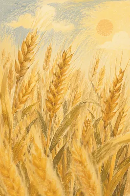 Golden Wheat Harvest in Warm Sunlight