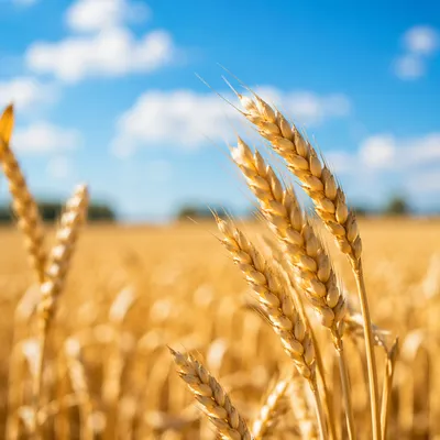 Golden Wheat Harvest Under Blue Sky
