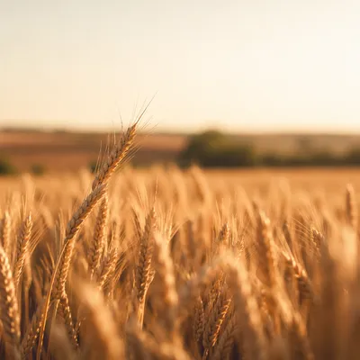 Golden Wheat Harvest in Warm Sunlight