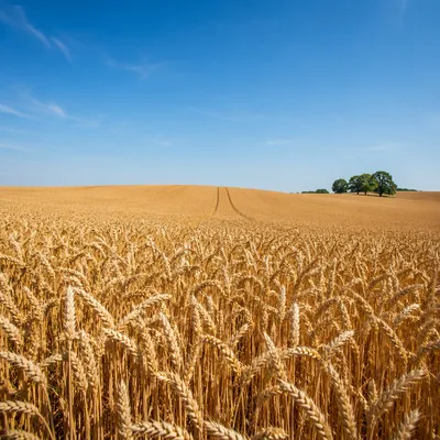 Golden Wheat Harvest Under Clear Blue Sky
