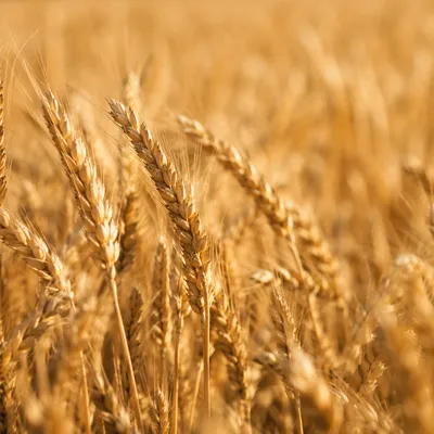 Golden Wheat Harvest in Warm Sunlight