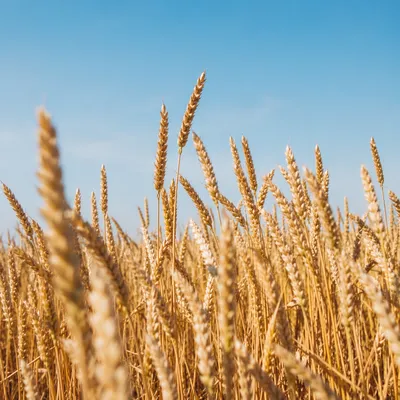 Golden Wheat Harvest Under Blue Sky
