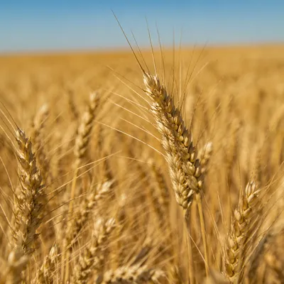 Golden Wheat Harvest Under Summer Sky