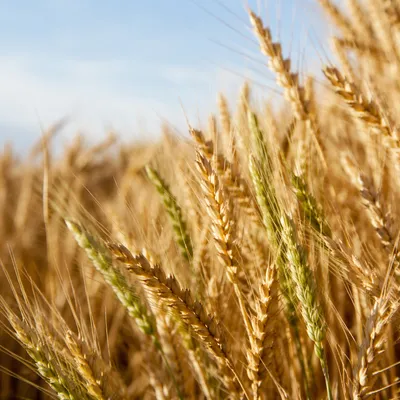 Golden Wheat Harvest With Green Ripening Heads