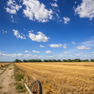 Golden Wheat Harvest Under Summer Sky