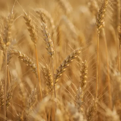 Golden Wheat Harvest in Warm Sunlight