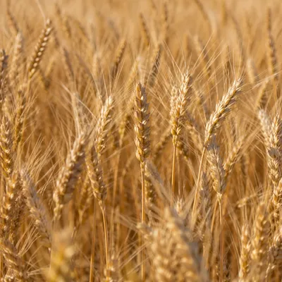 Golden Wheat Field at Peak Harvest