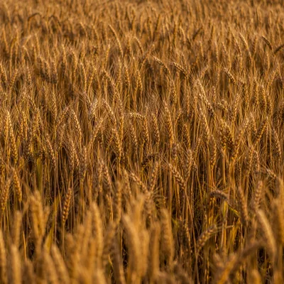 Golden Wheat Field in Warm Harvest Light