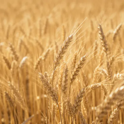 Golden Wheat Field Close-Up Harvest Scene
