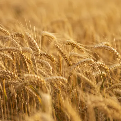 Golden Wheat Field Harvest Close-Up