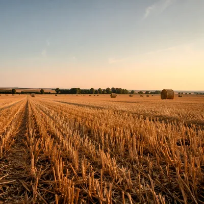 Golden Wheat Harvest at Peaceful Sunset