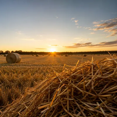Golden Wheat Harvest at Sunset