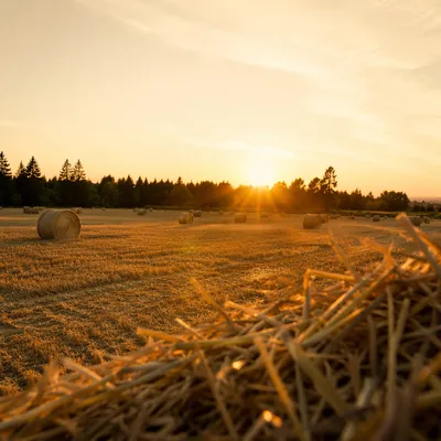 Golden Wheat Harvest at Evergreen Sunset