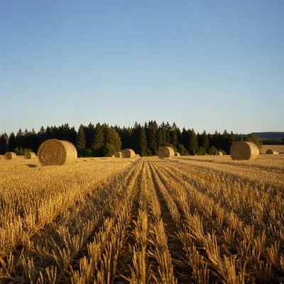 Golden Wheat Harvest Beneath Evergreen Horizon