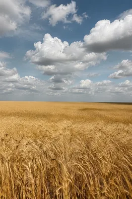 Golden Wheat Harvest Under Expansive Clouded Sky
