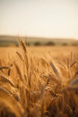 Golden Wheat Harvest in Warm Sunlight