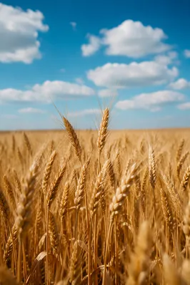 Golden Wheat Field Under Blue Summer Sky