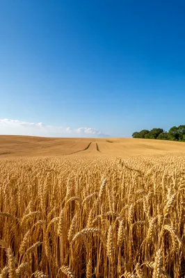 Golden Wheat Harvest Under Clear Blue Sky