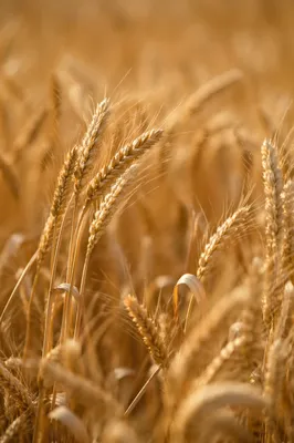 Golden Wheat Harvest in Warm Sunlight