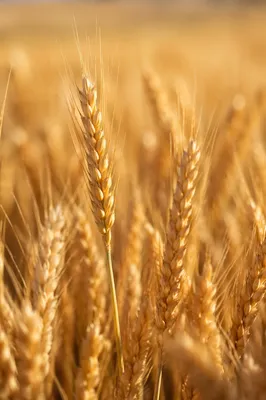 Golden Wheat Harvest in Summer Light