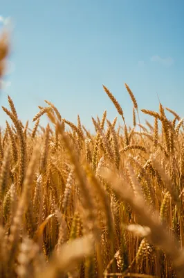 Golden Wheat Harvest Under Summer Sky
