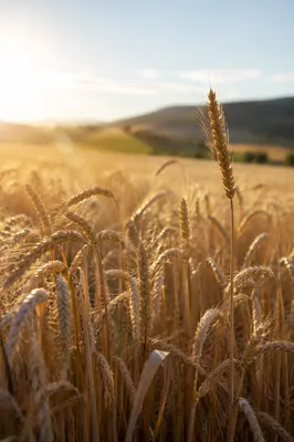 Golden Wheat Harvest in Evening Light