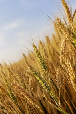 Golden Wheat Harvest with Evergreen Accents