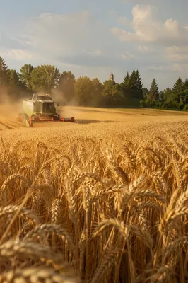 Golden Wheat Harvest With Distant Chapel