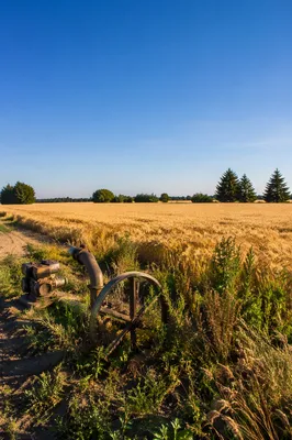 Golden Wheat Harvest Beneath Evergreen Horizon