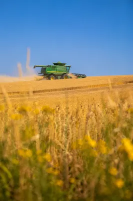 Golden Wheat Harvest With Green Combine