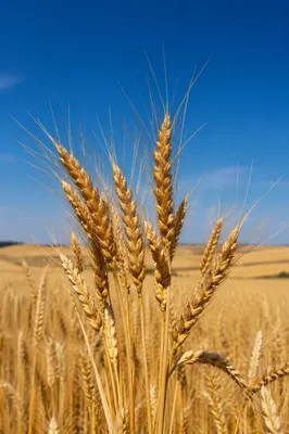 Golden Wheat Harvest Under Blue Sky