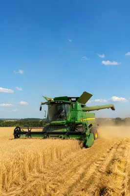 Golden Wheat Harvest Under Summer Sky