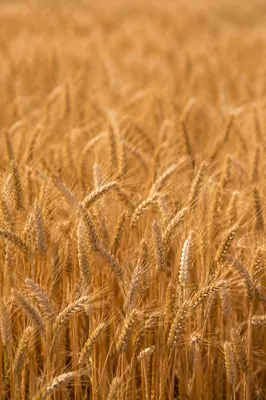 Golden Wheat Harvest Close Up