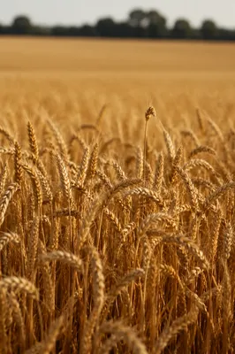 Golden Wheat Field at Harvest
