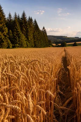 Golden Wheat Harvest Beside Evergreen Trees