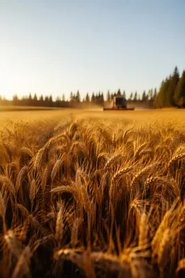 Golden Wheat Harvest with Evergreen Horizon