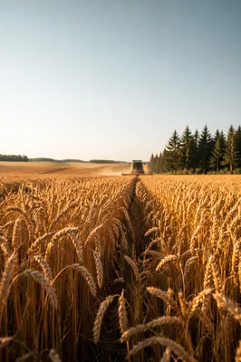 Golden Wheat Harvest with Evergreen Horizon