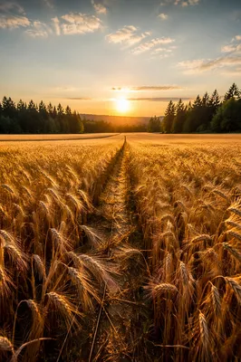 Golden Wheat Field with Evergreen Horizon