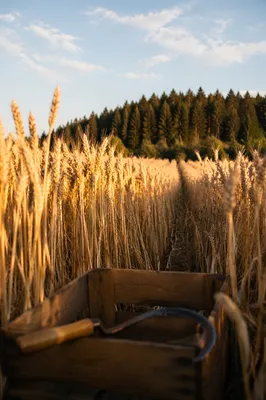 Golden Wheat Harvest with Evergreen Horizon