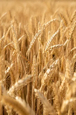 Golden Wheat Field at Peak Harvest