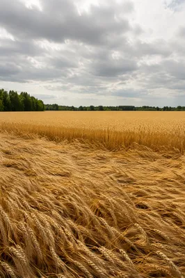 Golden Wheat Harvest Under Overcast Sky