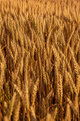Golden Wheat Field at Peak Harvest