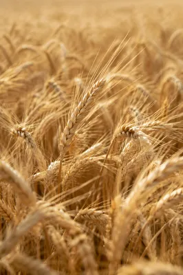 Golden Wheat Field at Peak Harvest