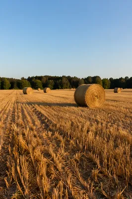 Golden Wheat Harvest Field with Hay Bales