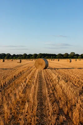 Golden Wheat Harvest Field at Sunset