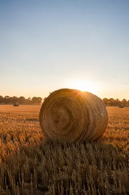 Golden Hay Bale in Harvest Field