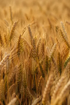 Golden Wheat Field Harvest Close Up