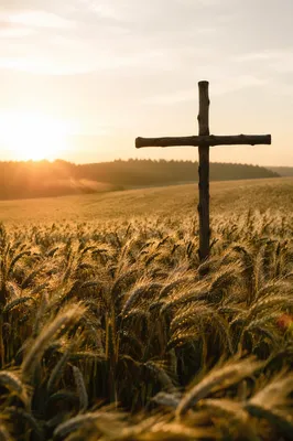 Wooden Cross in Golden Wheat Harvest